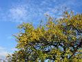 2007-1101-1310_Summer-Pear_17,9_C